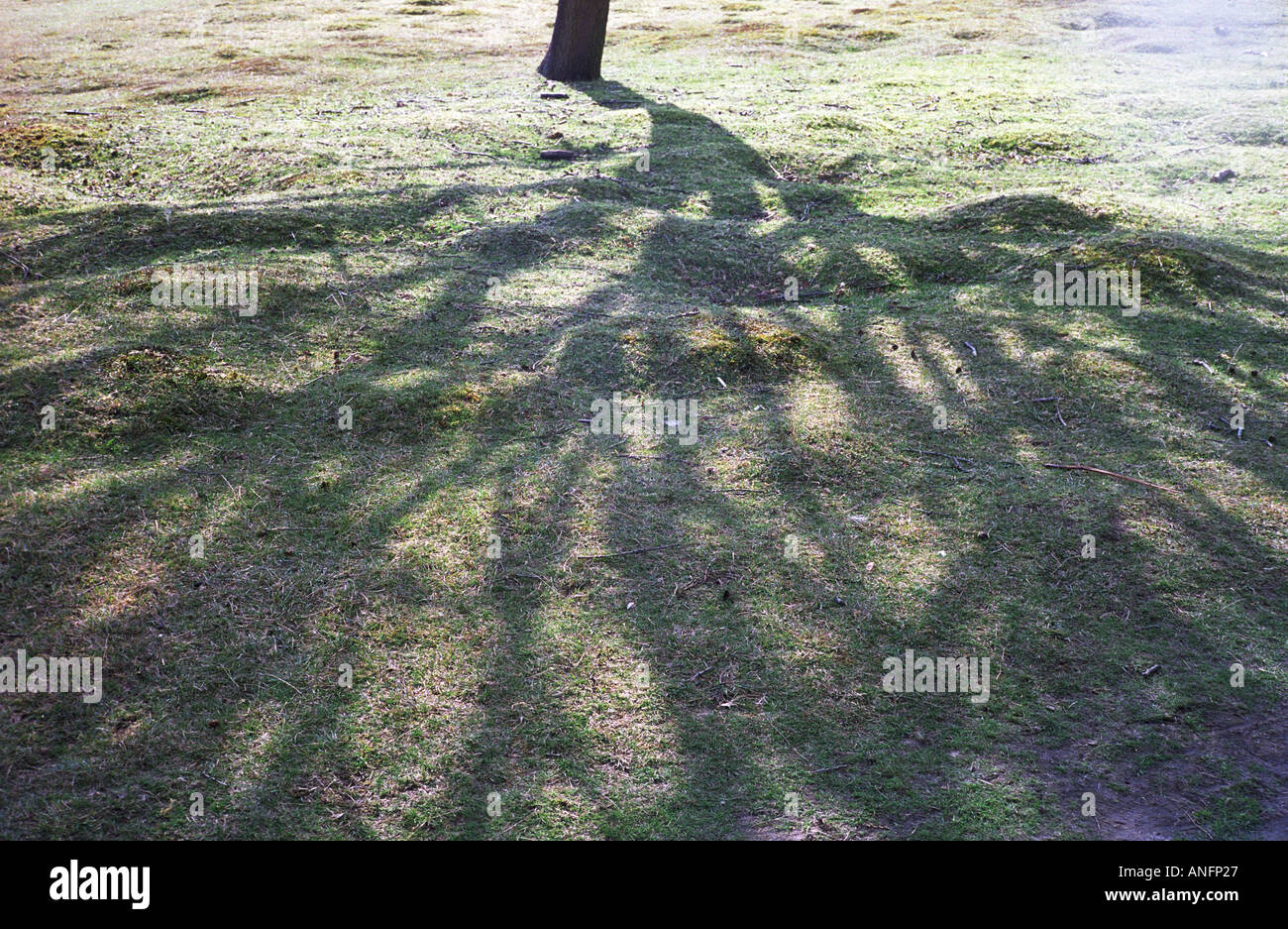 shadow of a tree knole park Stock Photo
