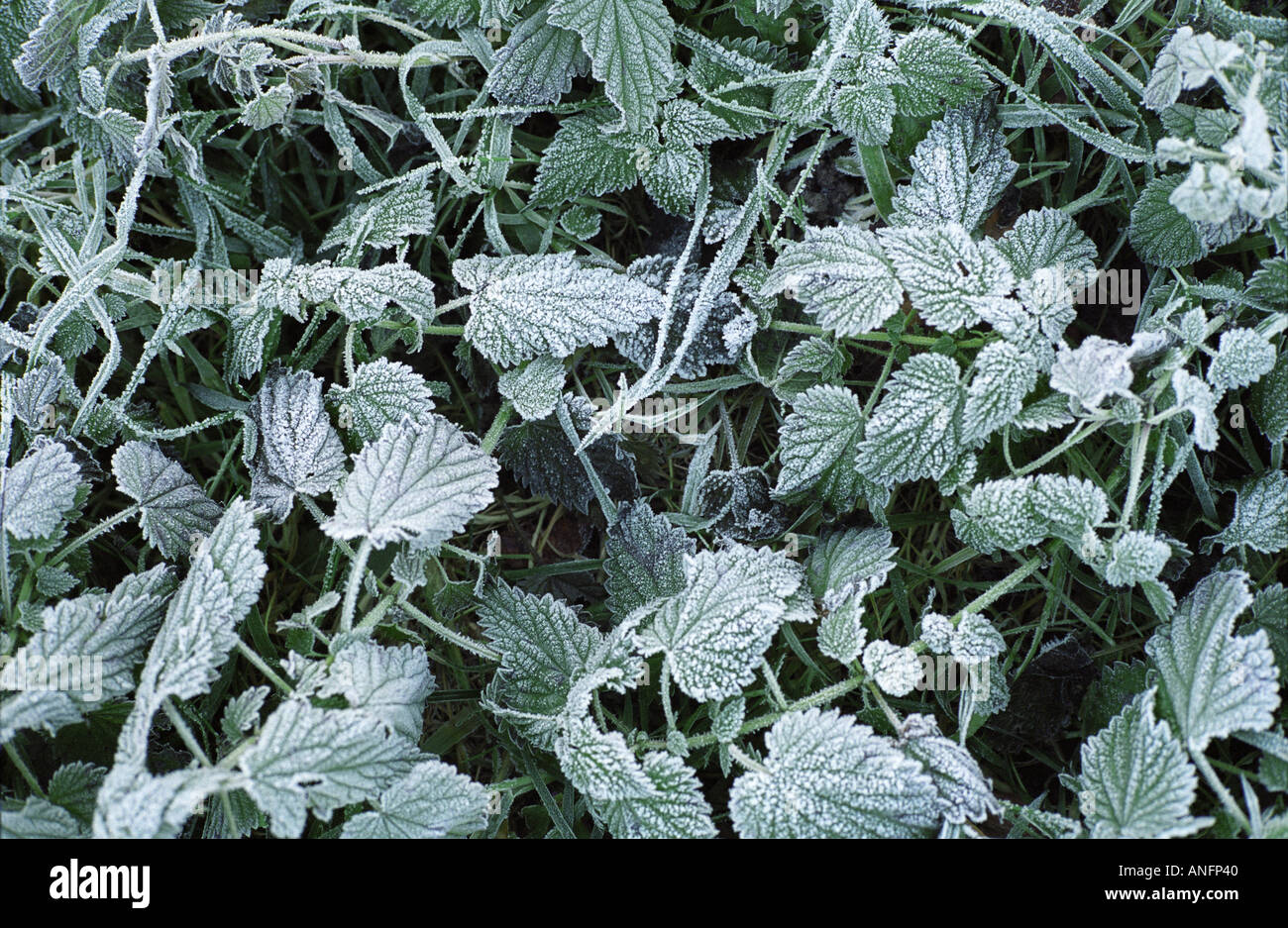 frost on nettles Stock Photo