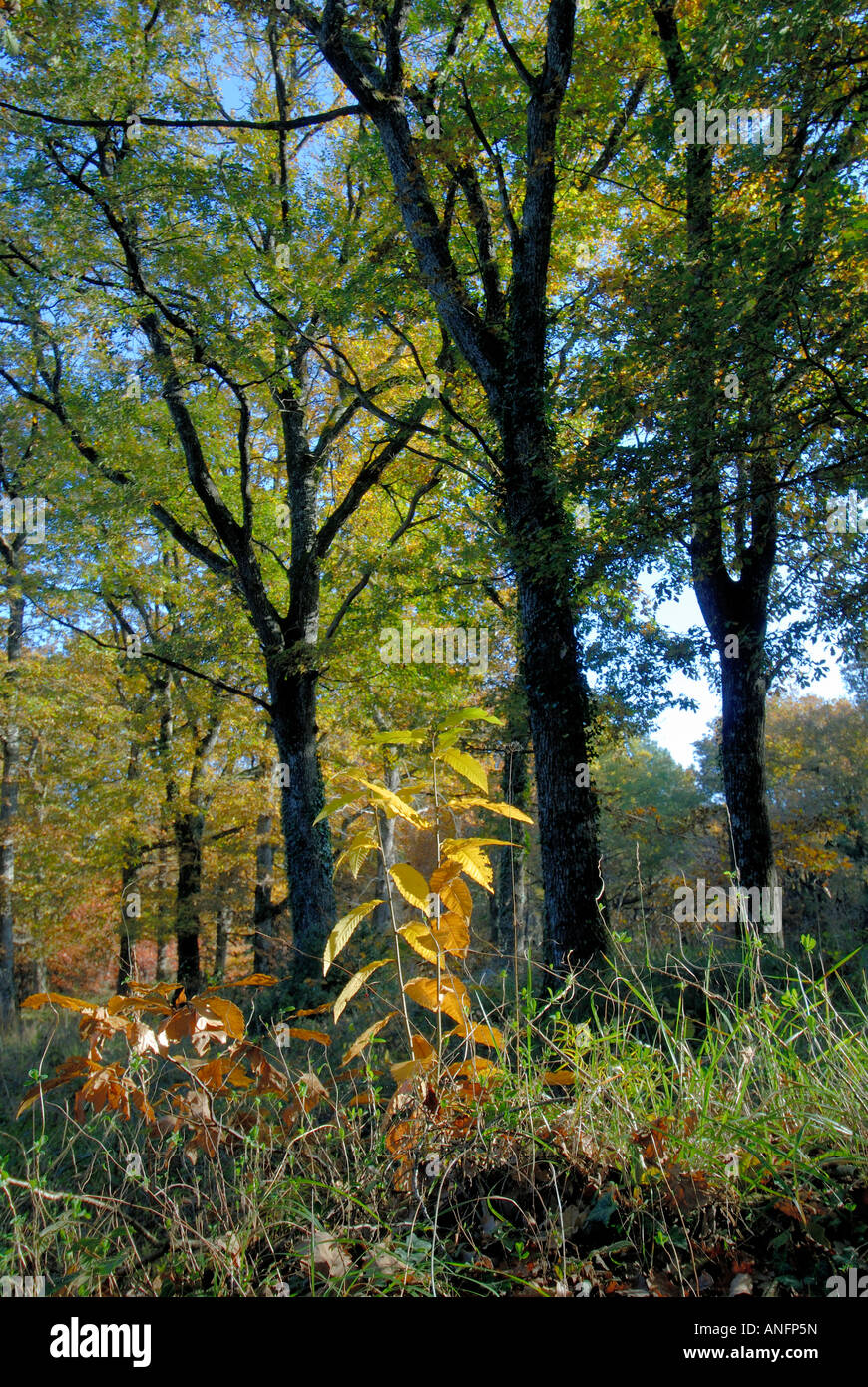 Deciduous oak woodland, sud Touraine, France. Stock Photo