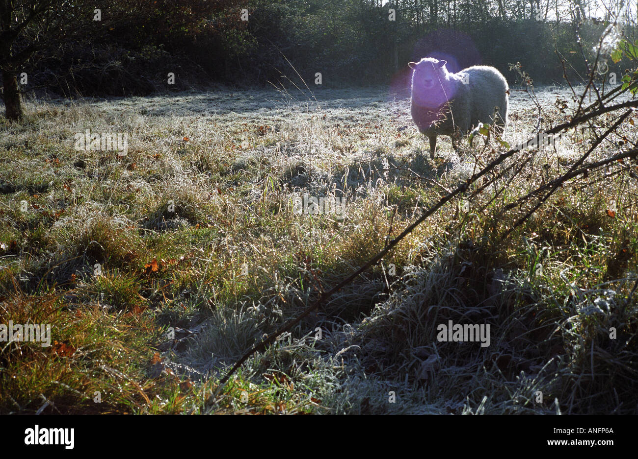 loan sheep in frosty bracken and winter sunlight Stock Photo