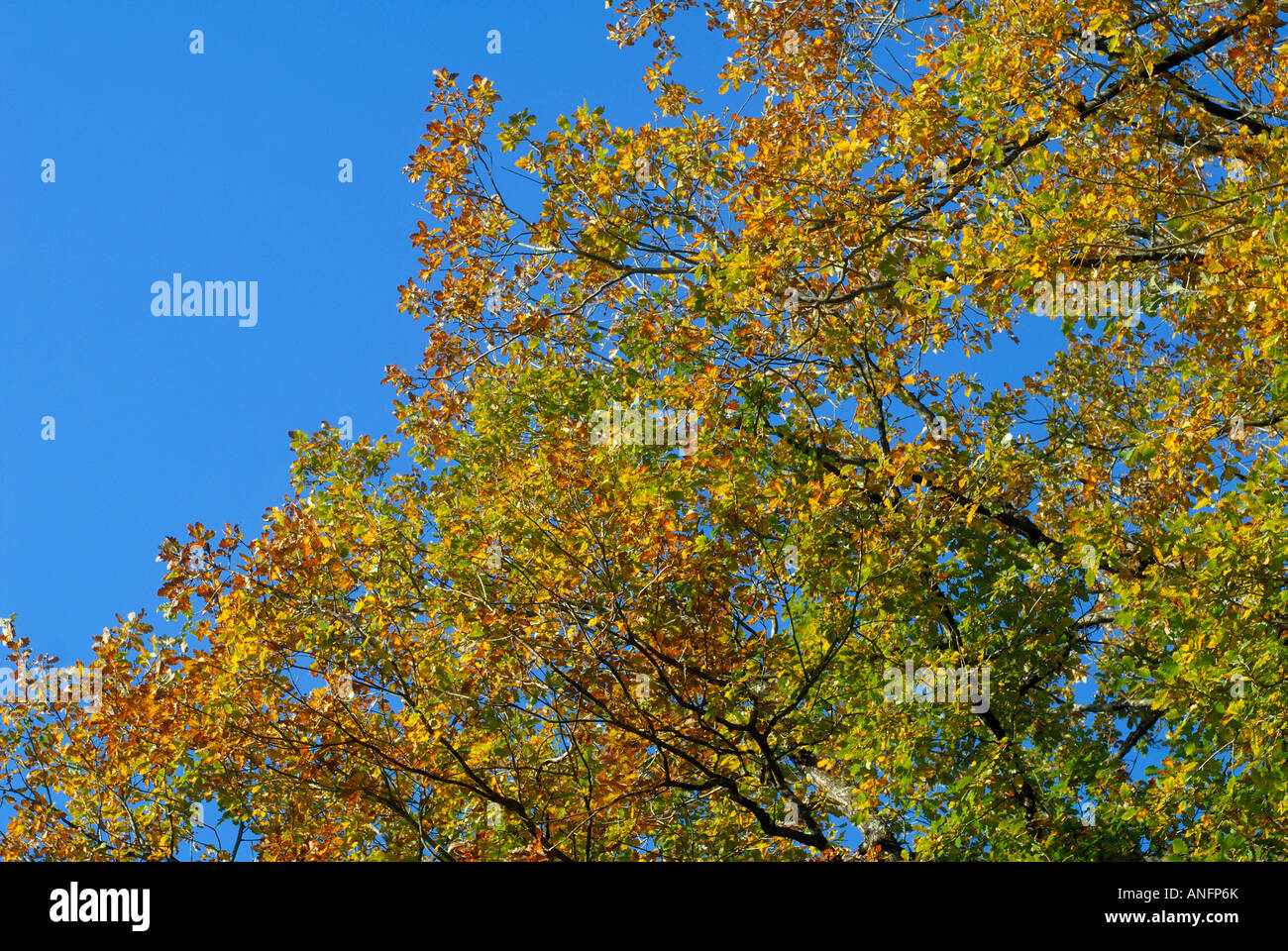 Deciduous oak, sud Touraine, France. Stock Photo