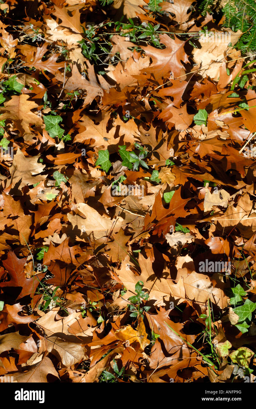 Fallen oak leaves hi-res stock photography and images - Alamy