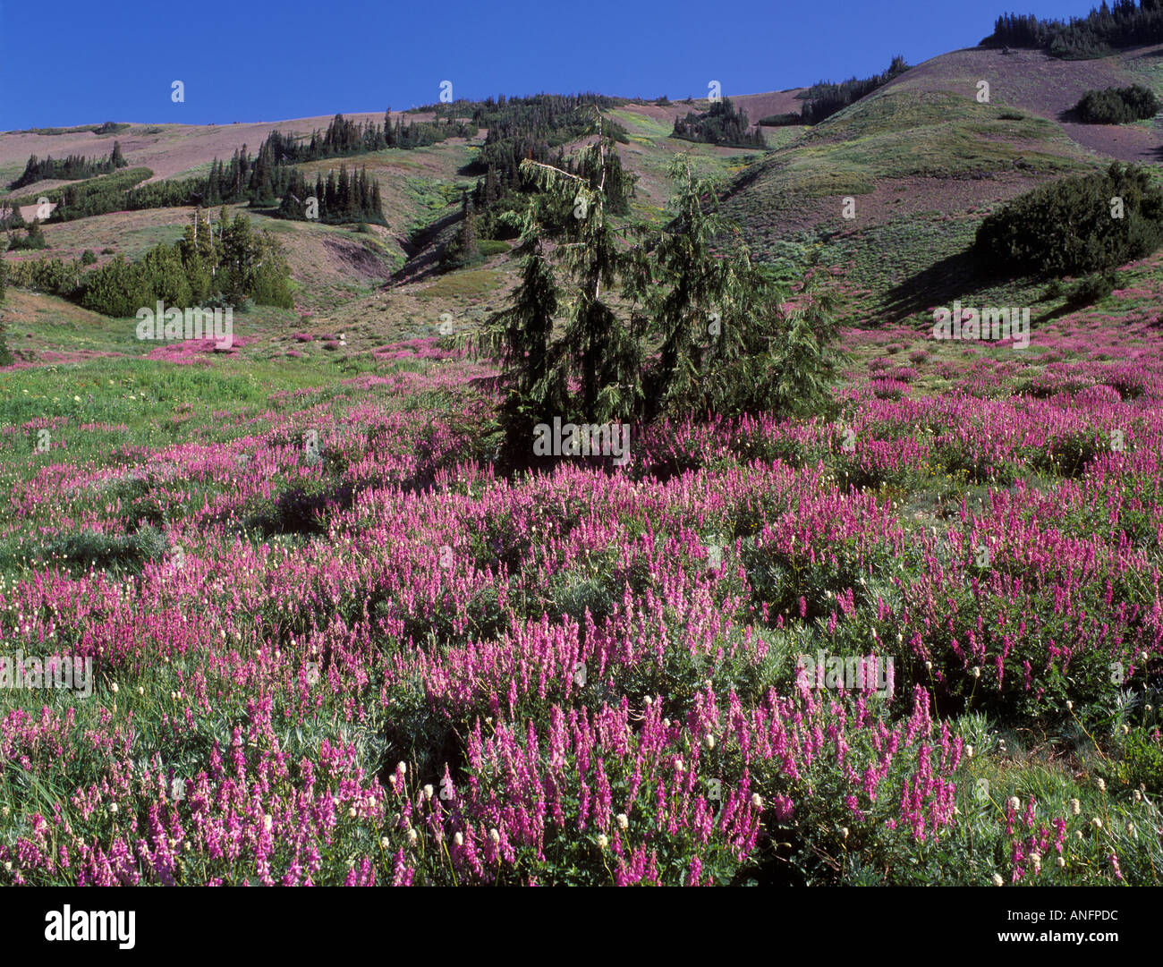 Sweet Vetch Wildflowers and Sub Alaskan Cedars in Badger Valley Olympic National Park Washington USA Stock Photo