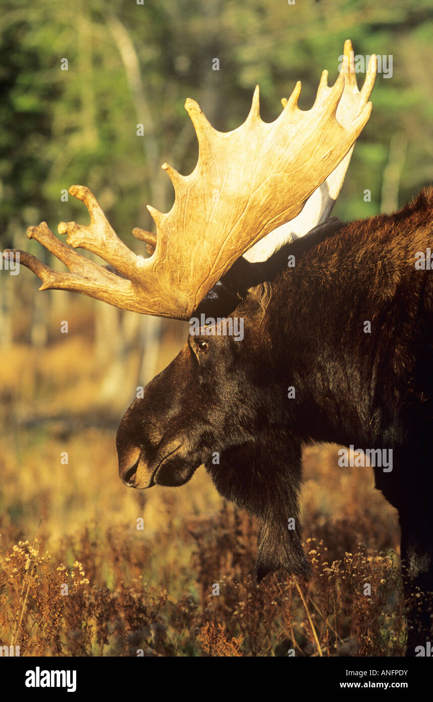 Bull moose sunset hi-res stock photography and images - Alamy