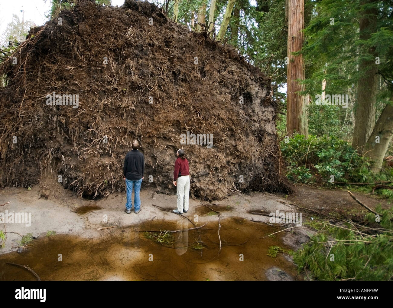 Two tourists examine a giant root ball from a hemlock tree that fell in Vancouver's Stanley Park during a series of strong storm Stock Photo