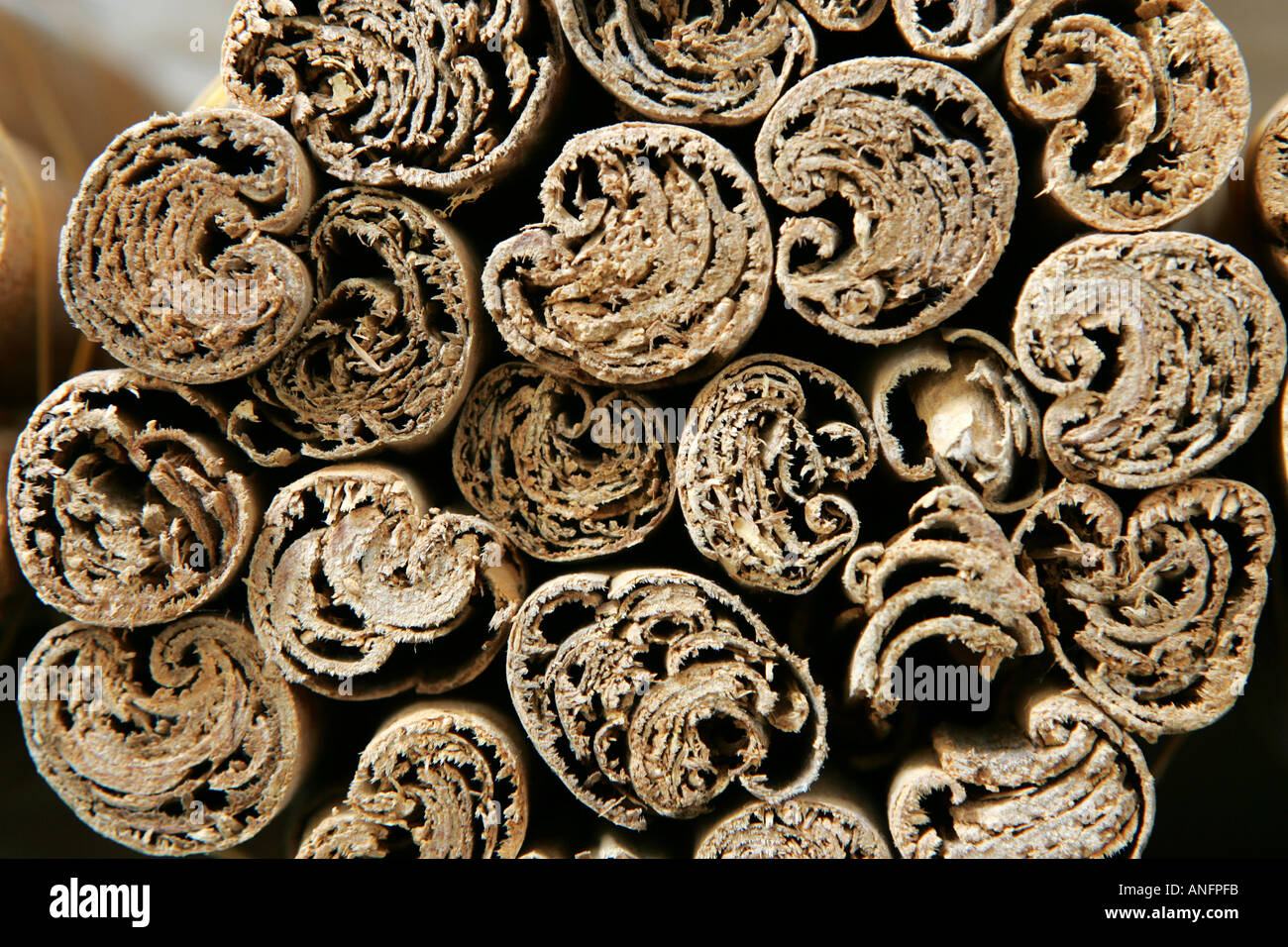 LKA, Sri Lanka : Siddhalepa Ayurveda Resort , herbs, spieces for the ayurvedic cuisine. cinnamon sticks, dryed, rolled. Stock Photo