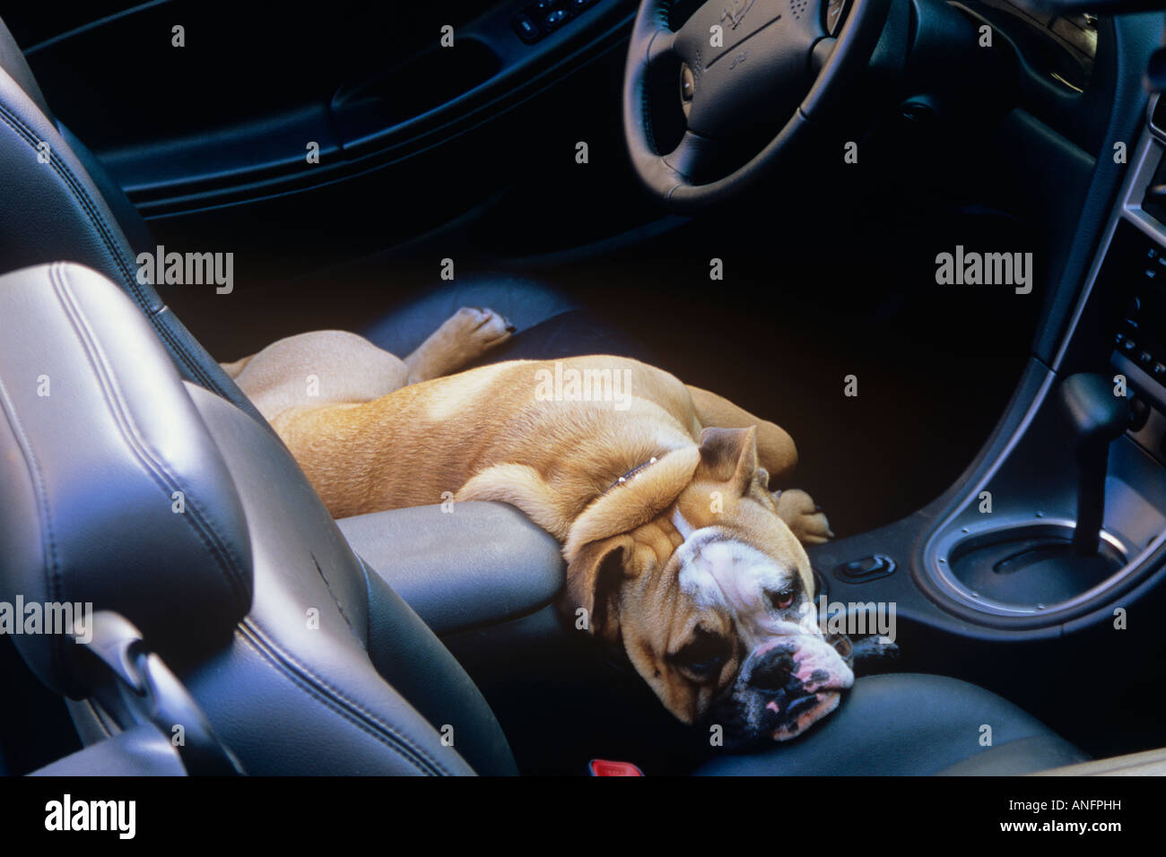Boxer dog top in car seat