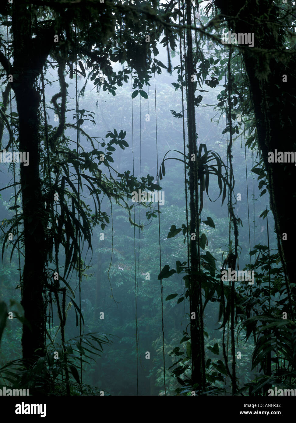 Santa Elena Cloud Forest Bromeliads in Mist Conservation Area Costa Rica Central America Stock Photo