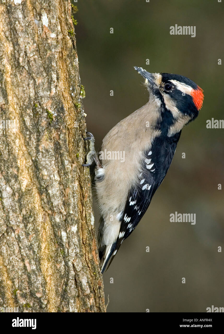 Downy Woodpecker, Canada Stock Photo