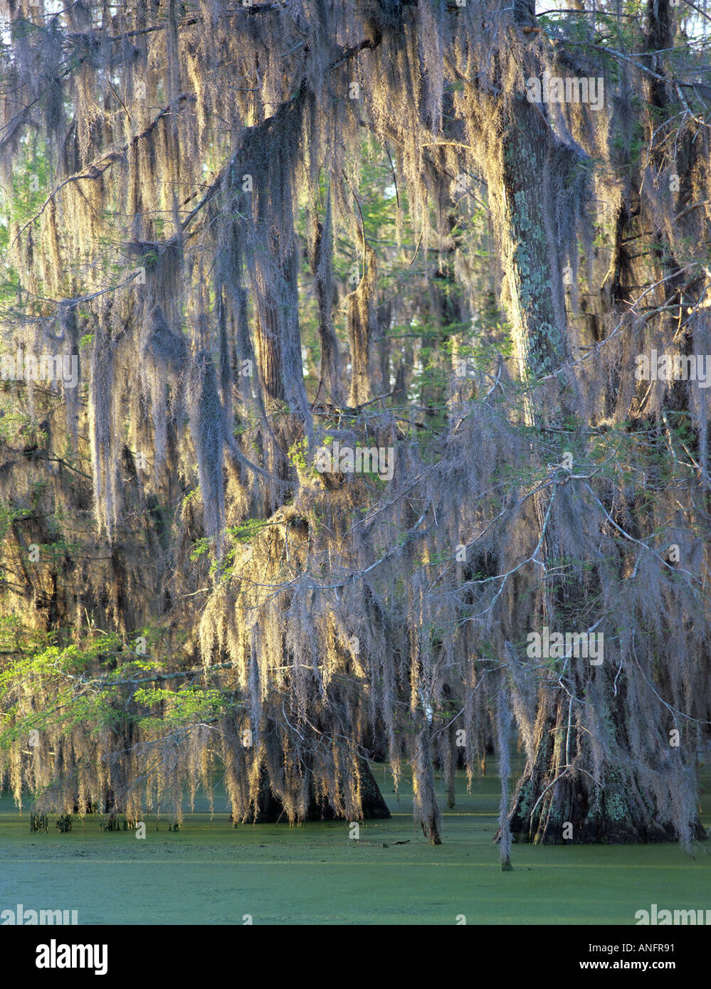 Spanish Moss Lichen on Swamp Cypress Trees, Nature Conservancy
