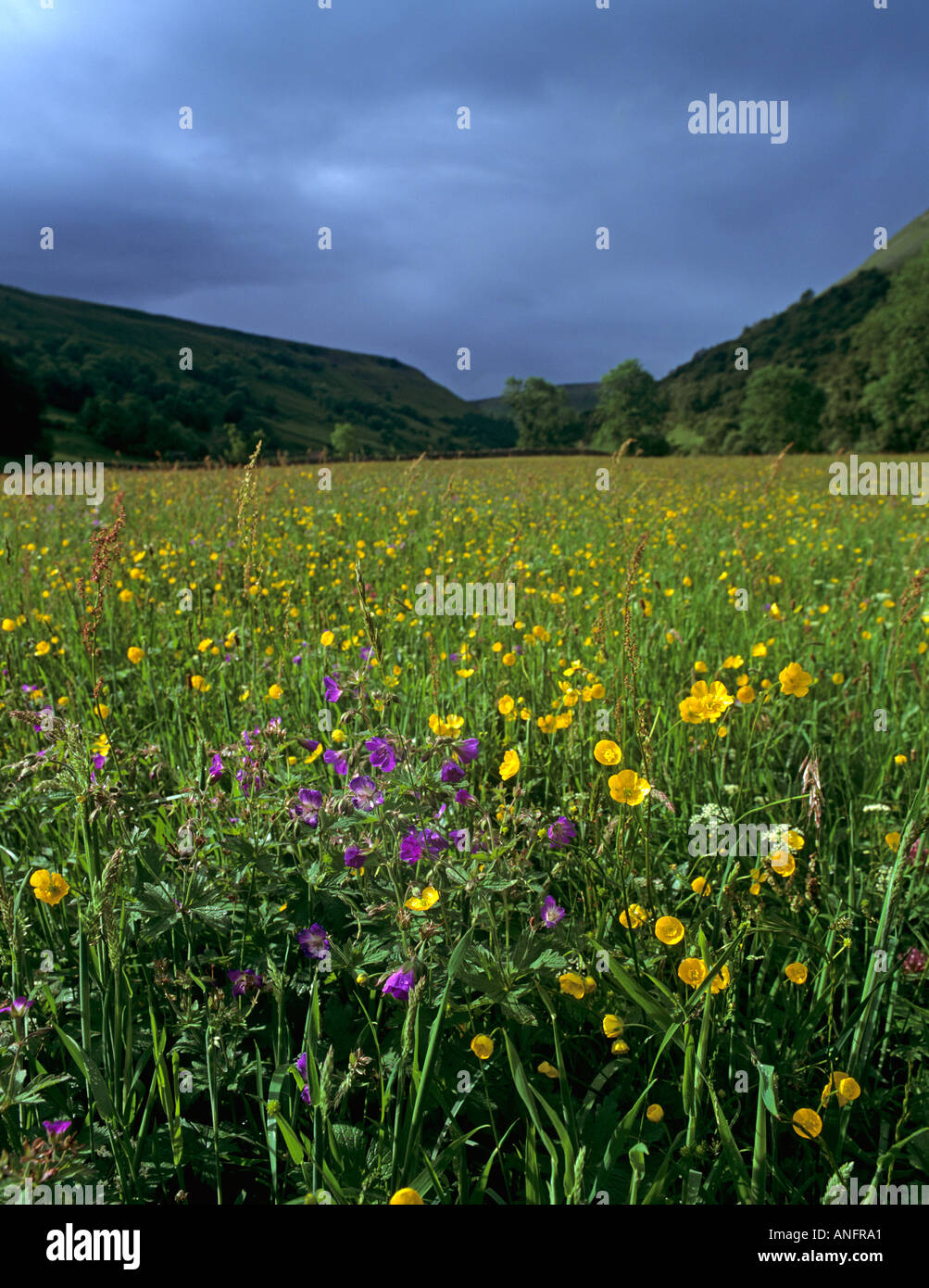 British wildflowers cranesbill hires stock photography and images Alamy