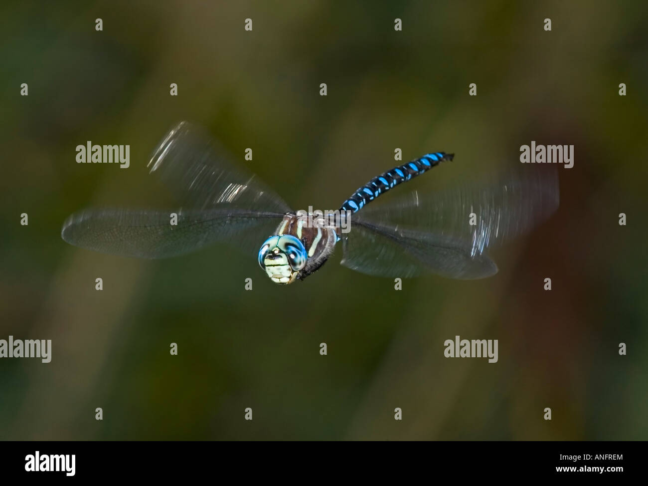 Paddle Tailed Darner in marshland, Canada. Stock Photo
