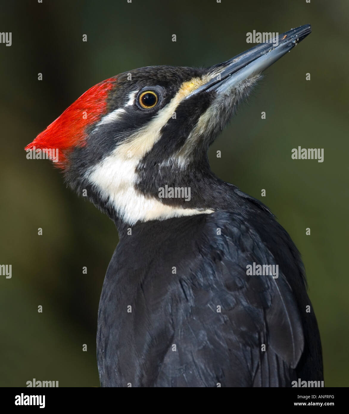 Pileated Woodpecker, Canada Stock Photo