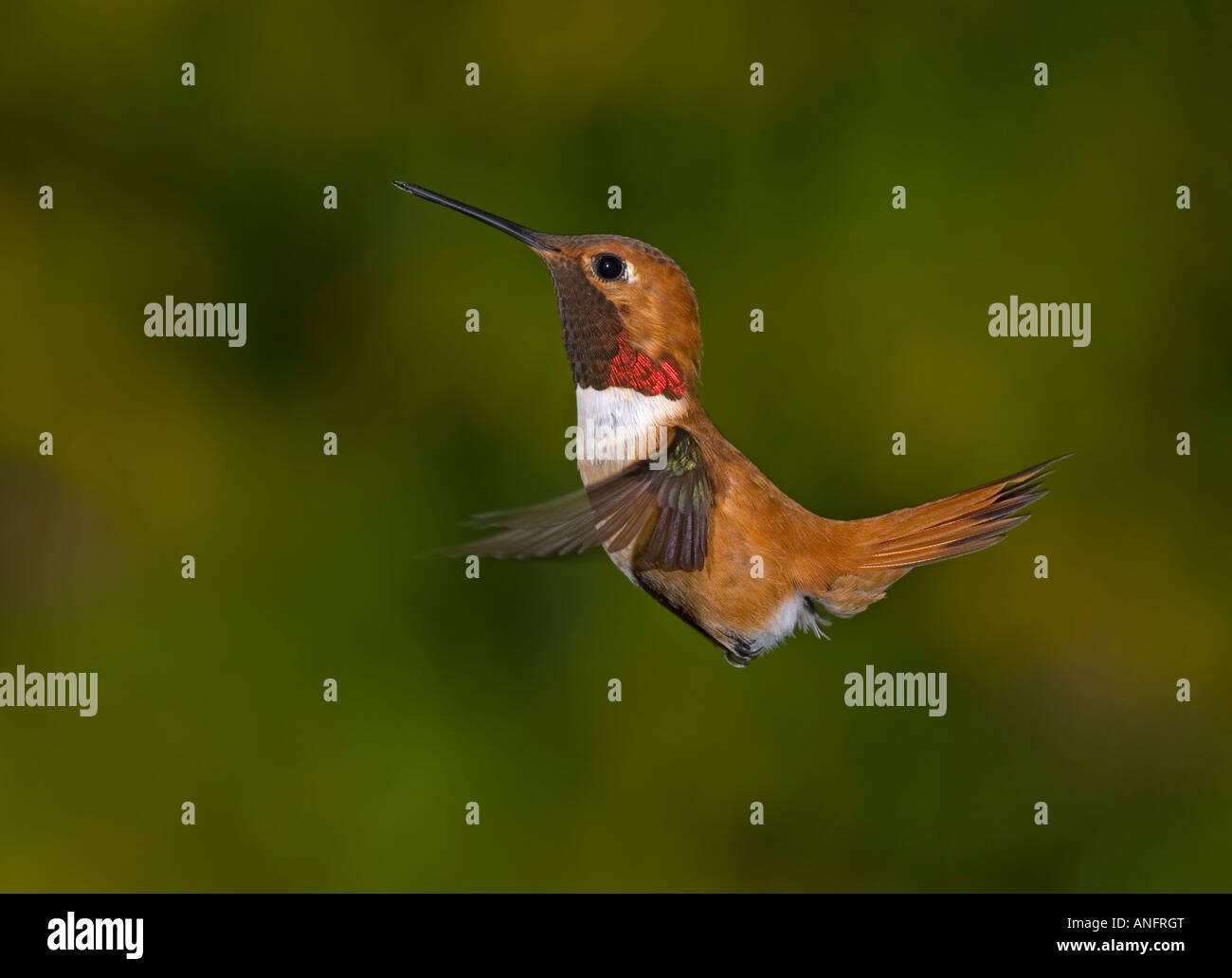 Rufous Hummingbird, Canada Stock Photo - Alamy