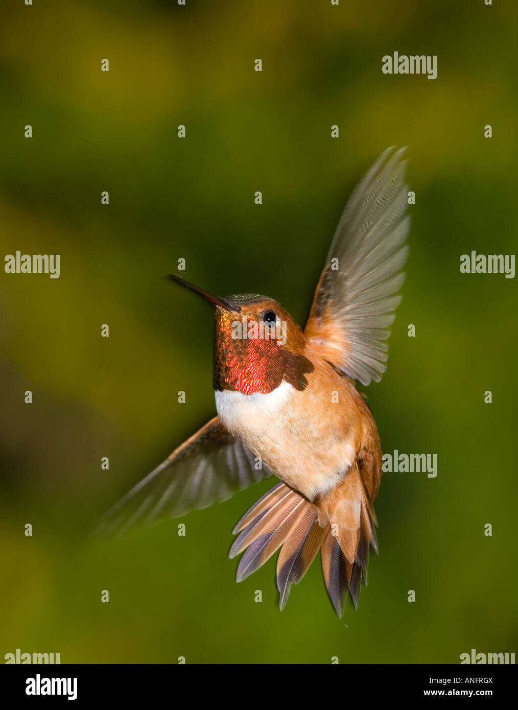 Rufous Hummingbird, Canada Stock Photo - Alamy
