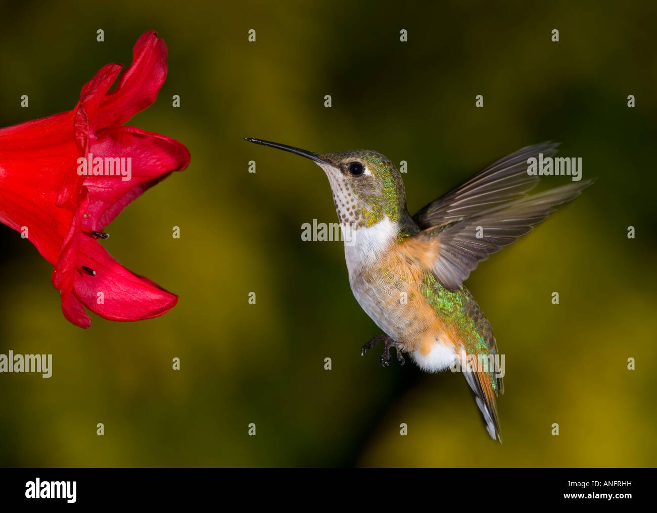 Rufous Hummingbird, Canada. Stock Photo