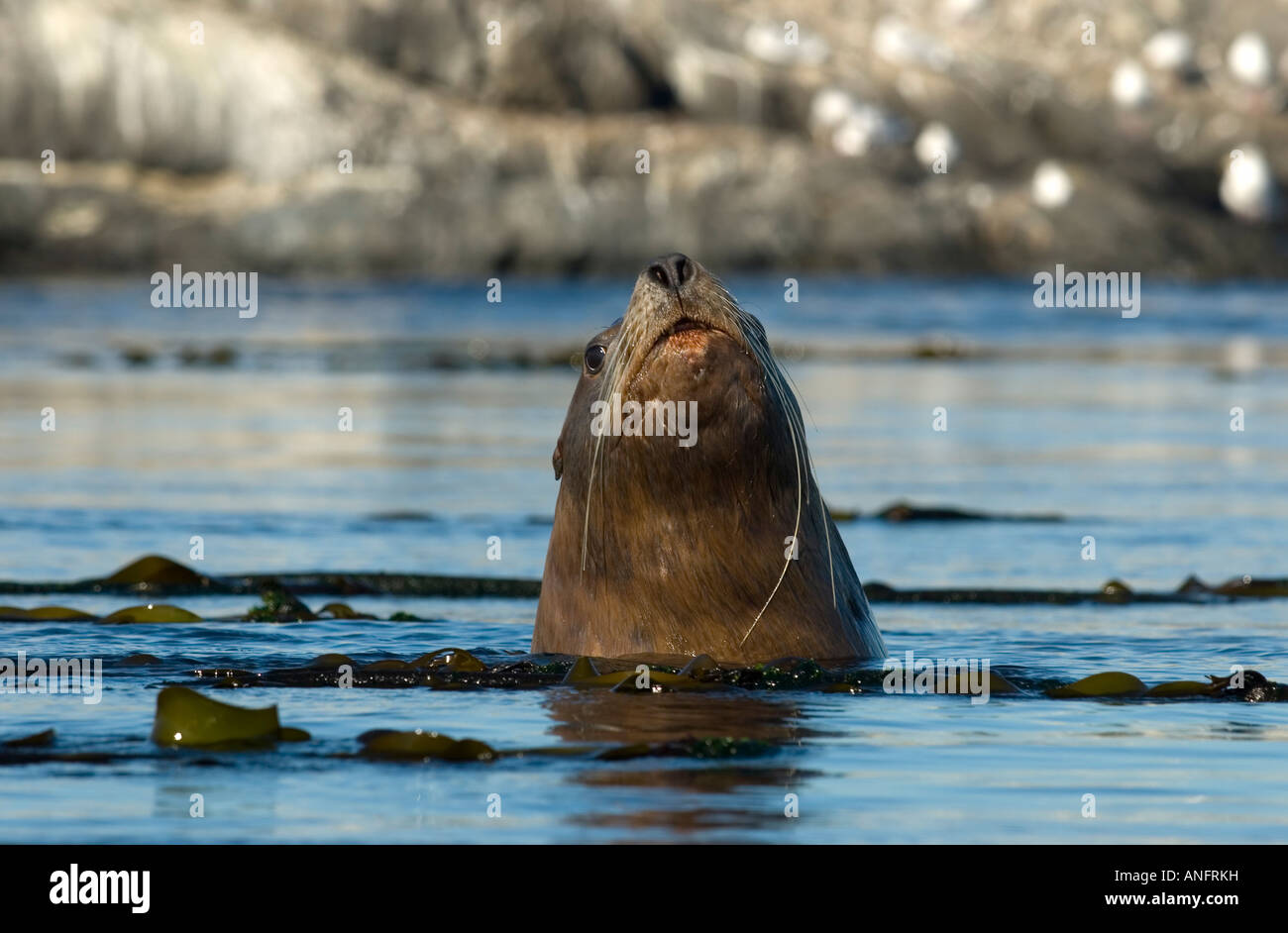 Steller sea lion, race rocks, canada hi-res stock photography and ...