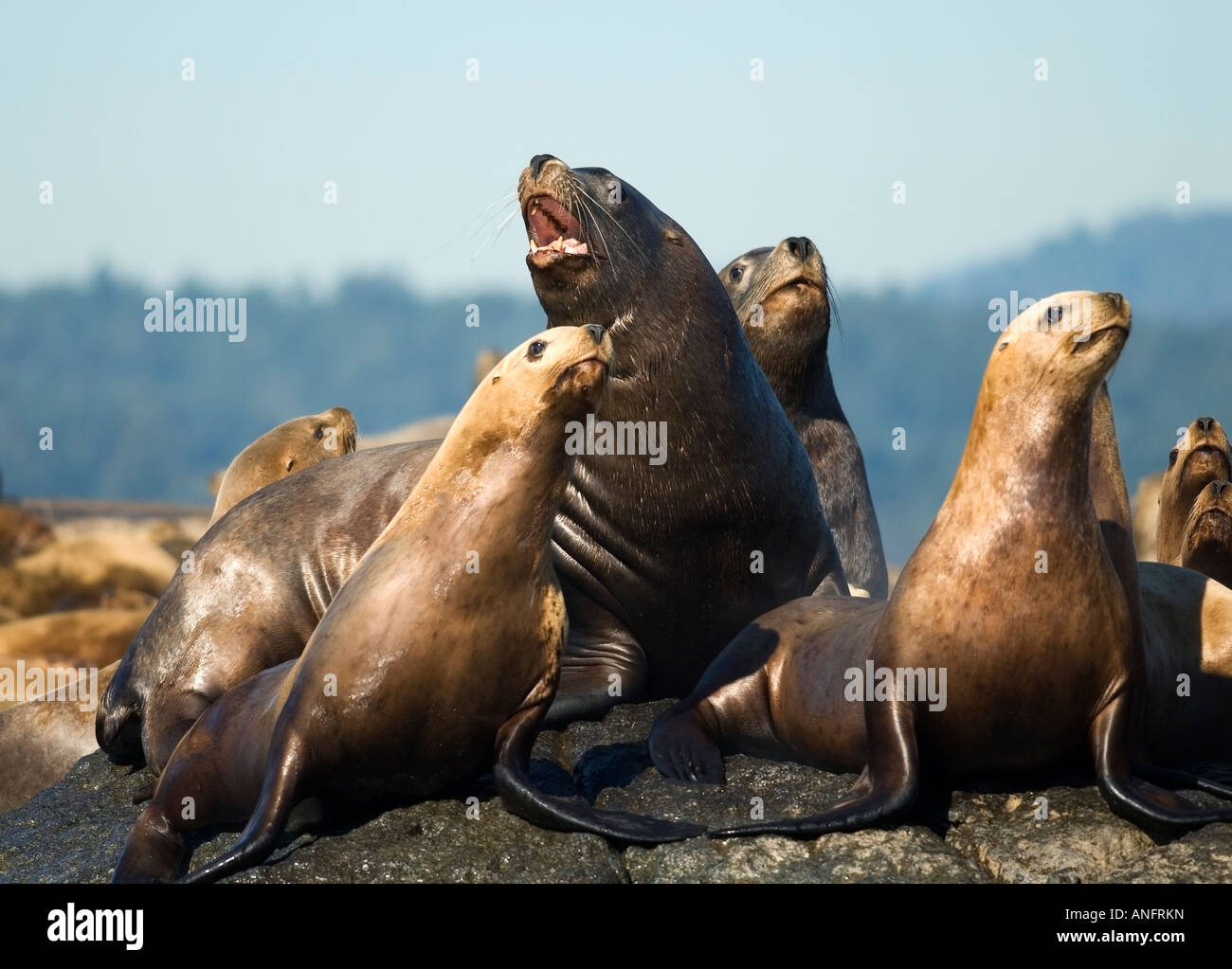 Steller sea lion, race rocks, canada hi-res stock photography and ...