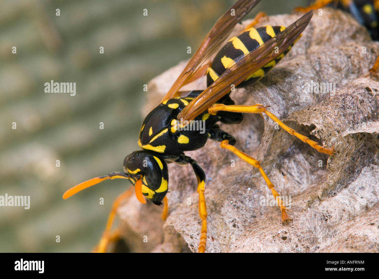 Close up of a Wasp, Canada Stock Photo Alamy