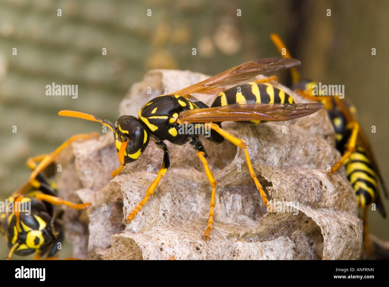 Insect Habitat Wasps Nests Hi res Stock Photography And Images Alamy Insect Habitat Wasps Nests Hi res Stock Photography And Images Alamy