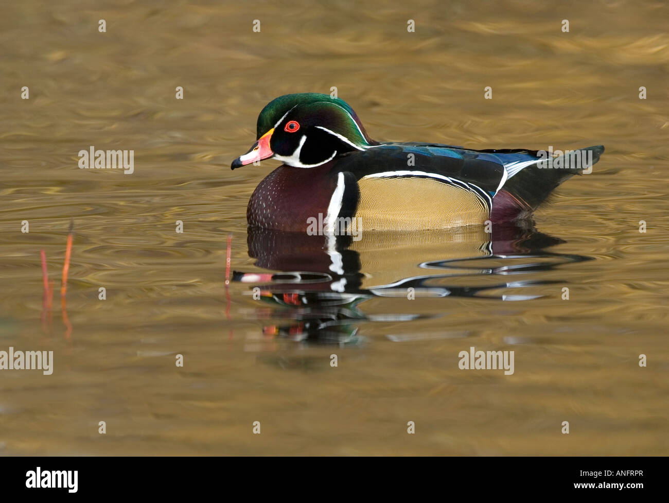 Wood Duck, Canada Stock Photo - Alamy