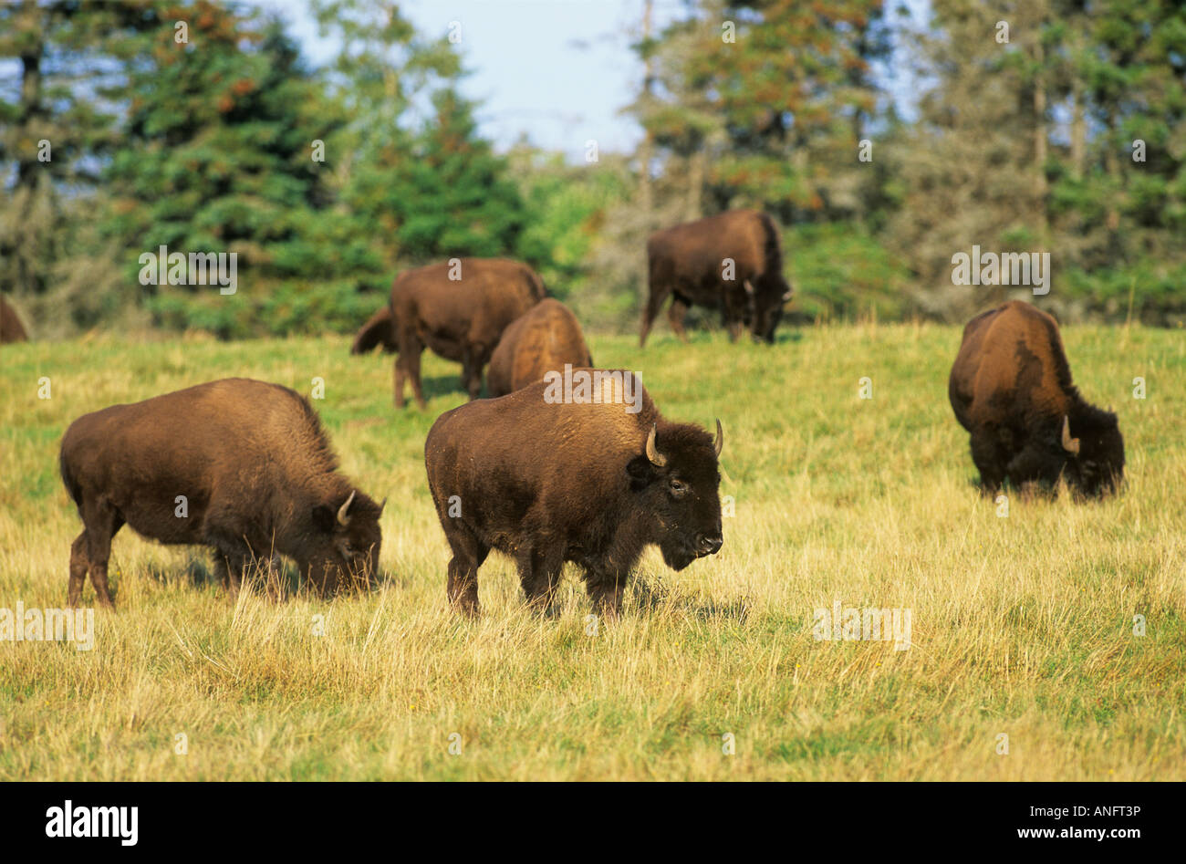 (Bison bison) Buffalo, Bison grazing in fall, Canada Stock Photo Alamy