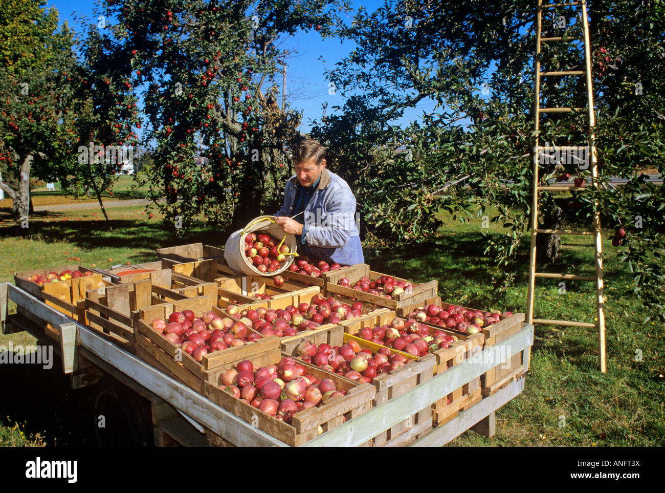 Farmer harvesting apples in fall at canning hires stock photography