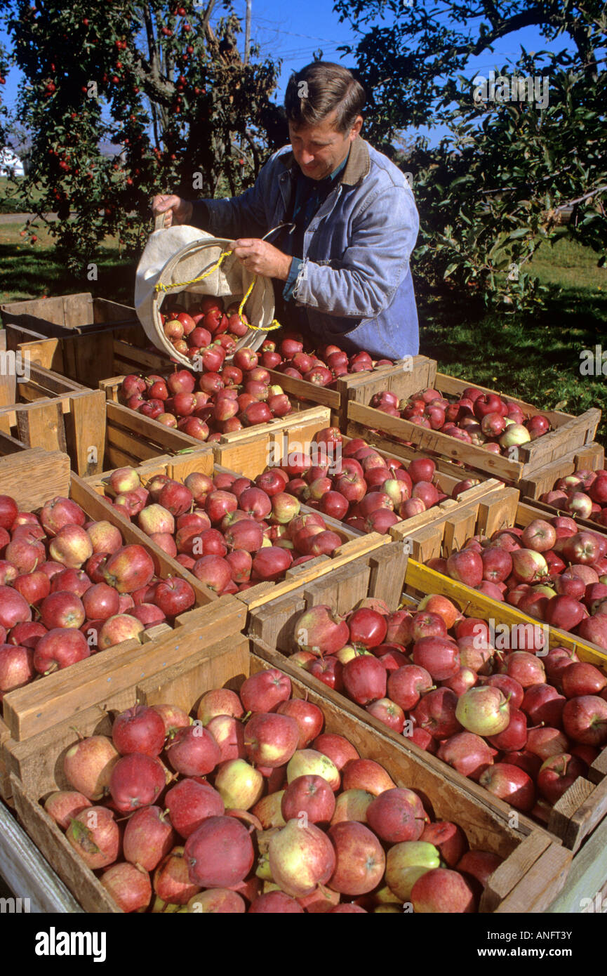 Farmer Harvesting apples in fall at Canning, Nova Scotia, Canada Stock