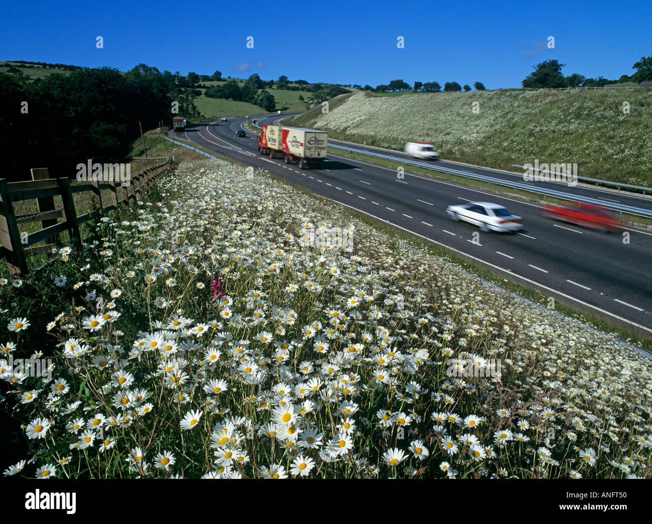 Chrysanthemum leucanthemum seeds hires stock photography and images