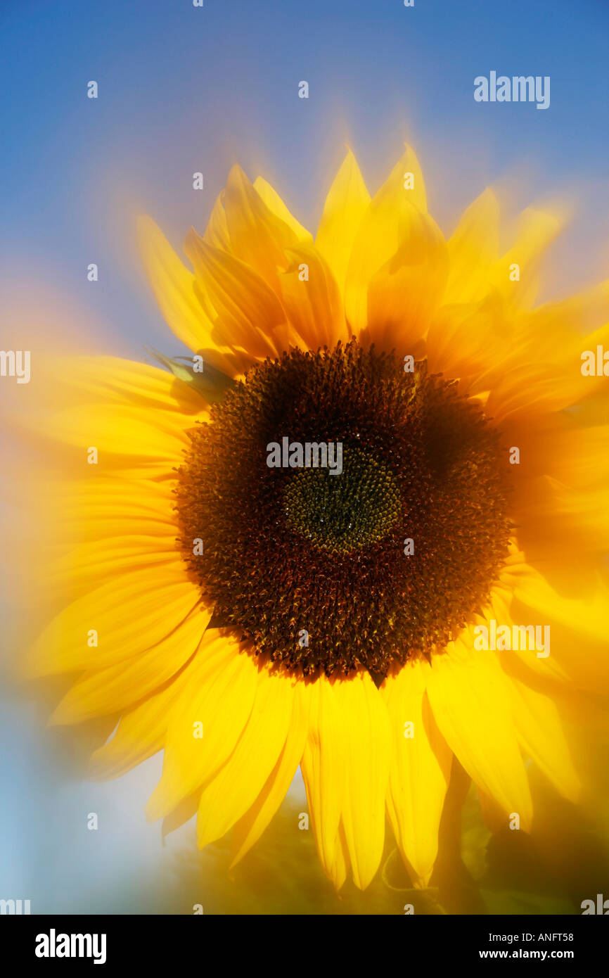 Dreamy Sunflower Stock Photo