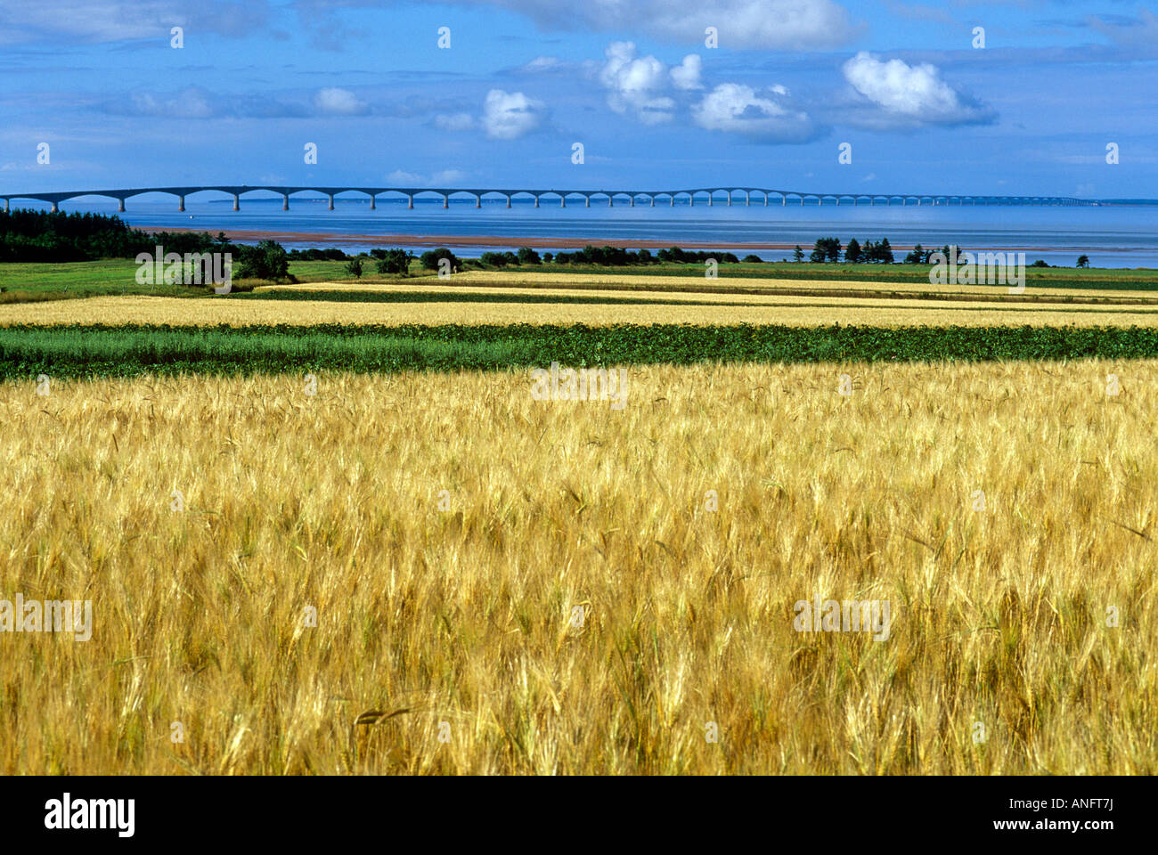 wheat field with Confederation Bridge in background at Seven Mile Bay, Prince Edward Island, Canada. Stock Photo