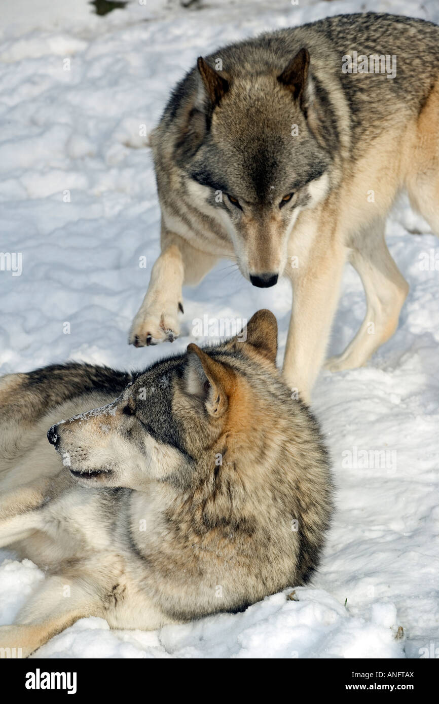 (Canis lupis), Young male Grey Wolves playing, Canada. Stock Photo