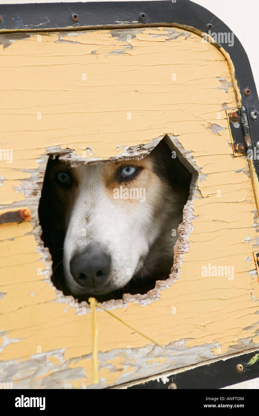 sled dog in kennel at carnaval de quebec, quebec city, quebec, canada