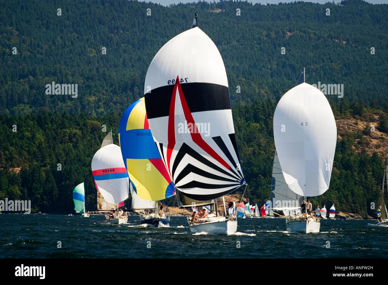 Spinnakers fully enveloped on the downward leg and heading for the finish line of the Cowichan Bay sailing regatta, Vancouver Is Stock Photo