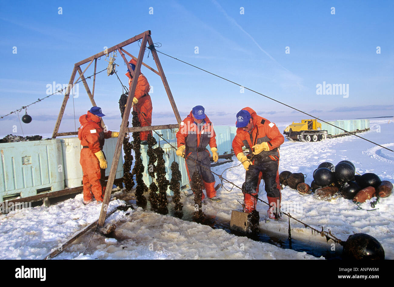 Harvesting, blue mussels in winter, New London Bay, Prince Edward