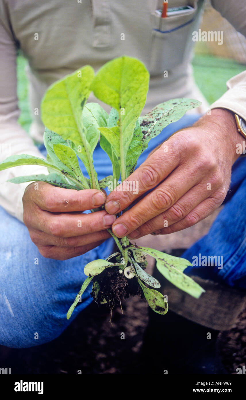 Farmer holding tobacco plant in hands, Prince Edward Island, Canada. Stock Photo