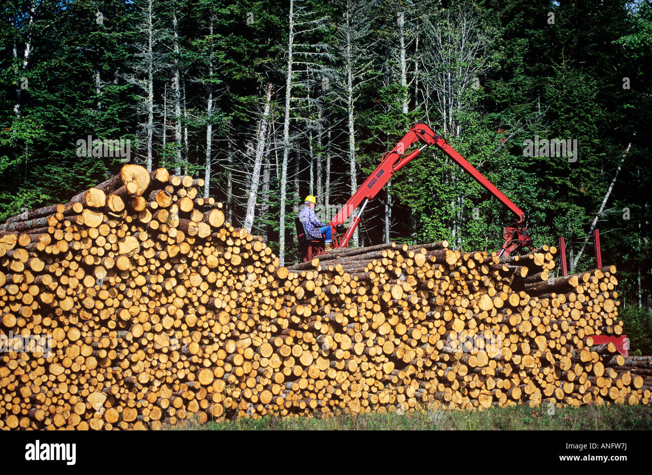Loading pulp wood, Sussex, New Brunswick, Canada. Stock Photo