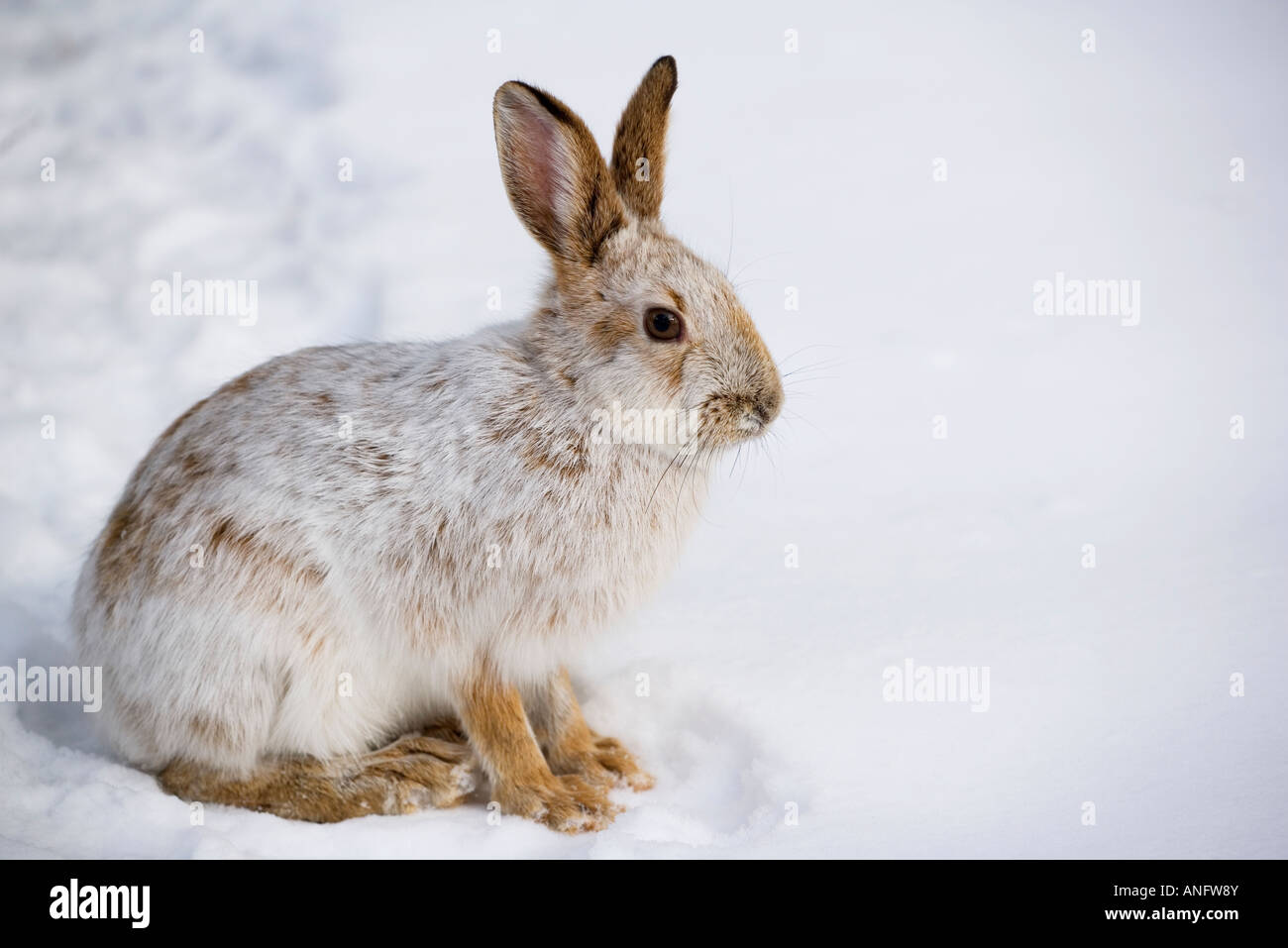 Snowshoe Hare (Lepus americanus) in winter coat, Canada Stock Photo Alamy