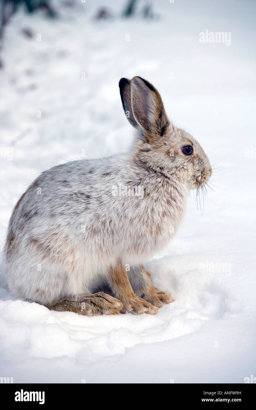 Snowshoe hare winter color hires stock photography and images Alamy