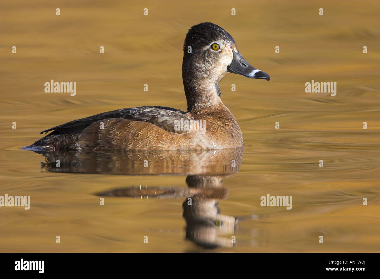 Ring-necked Duck | John James Audubon's Birds of America
