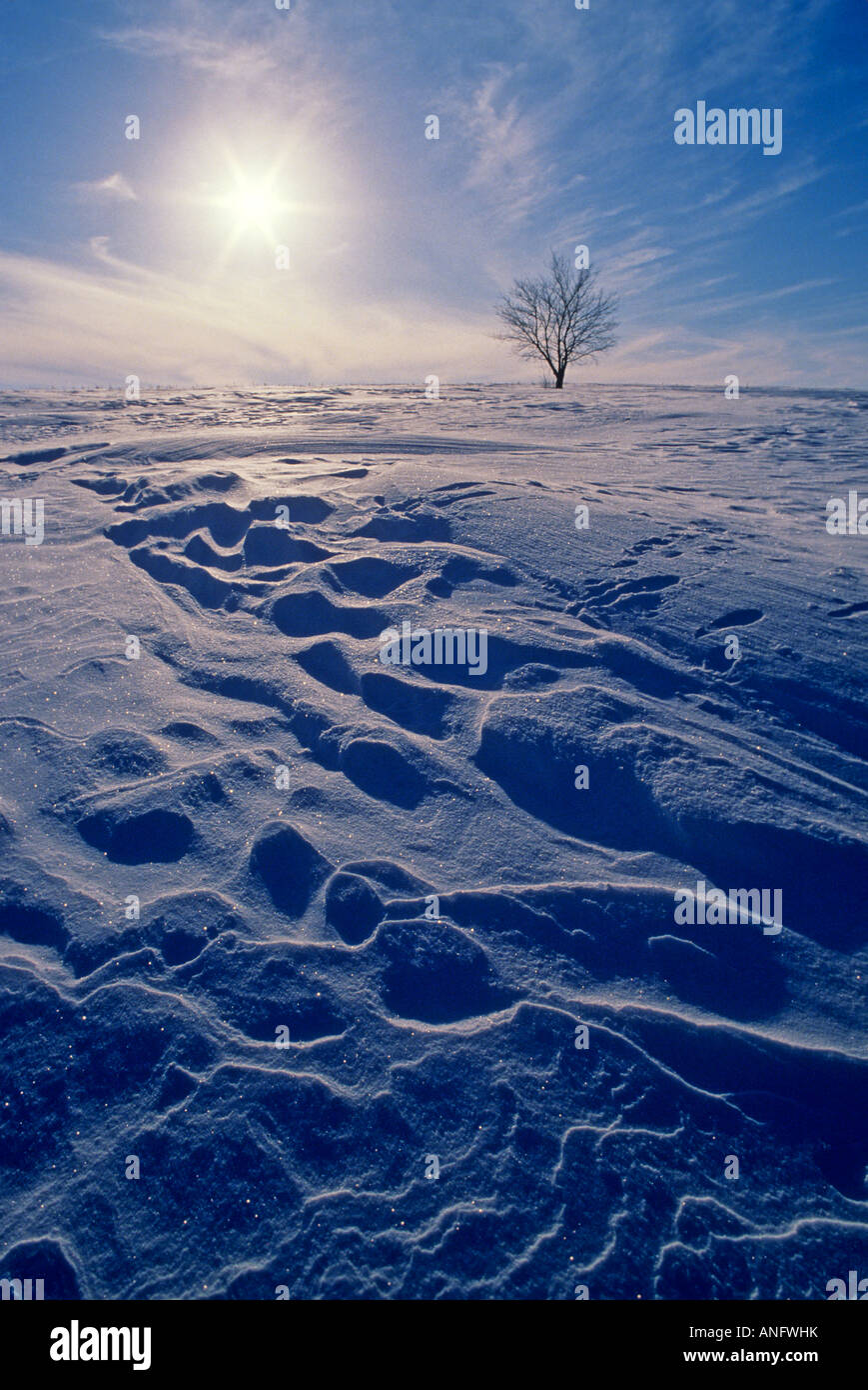 Winter, Birds Hill Provincial Park, Manitoba, Canada Stock Photo Alamy