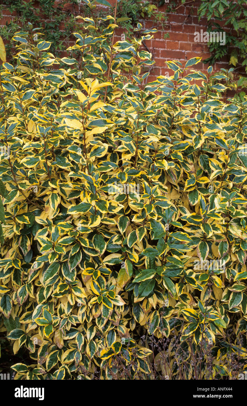 Eleagnus x ebbingei 'Gilt Edge', green leaves, yellow edges, variegated plant garden Stock Photo