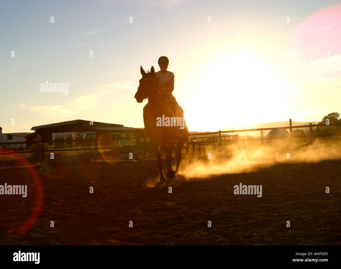 Horse kicking up dust being ridden in school ring Stock Photo Alamy