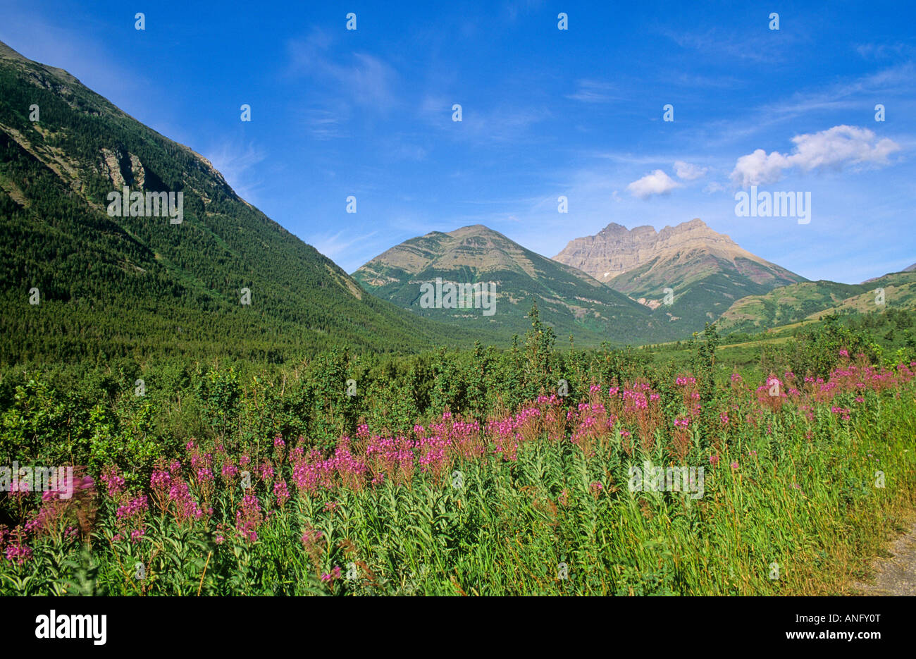 Fireweed in front of mountains in Waterton-Glacier International Peace Park, Alberta, Canada. Stock Photo