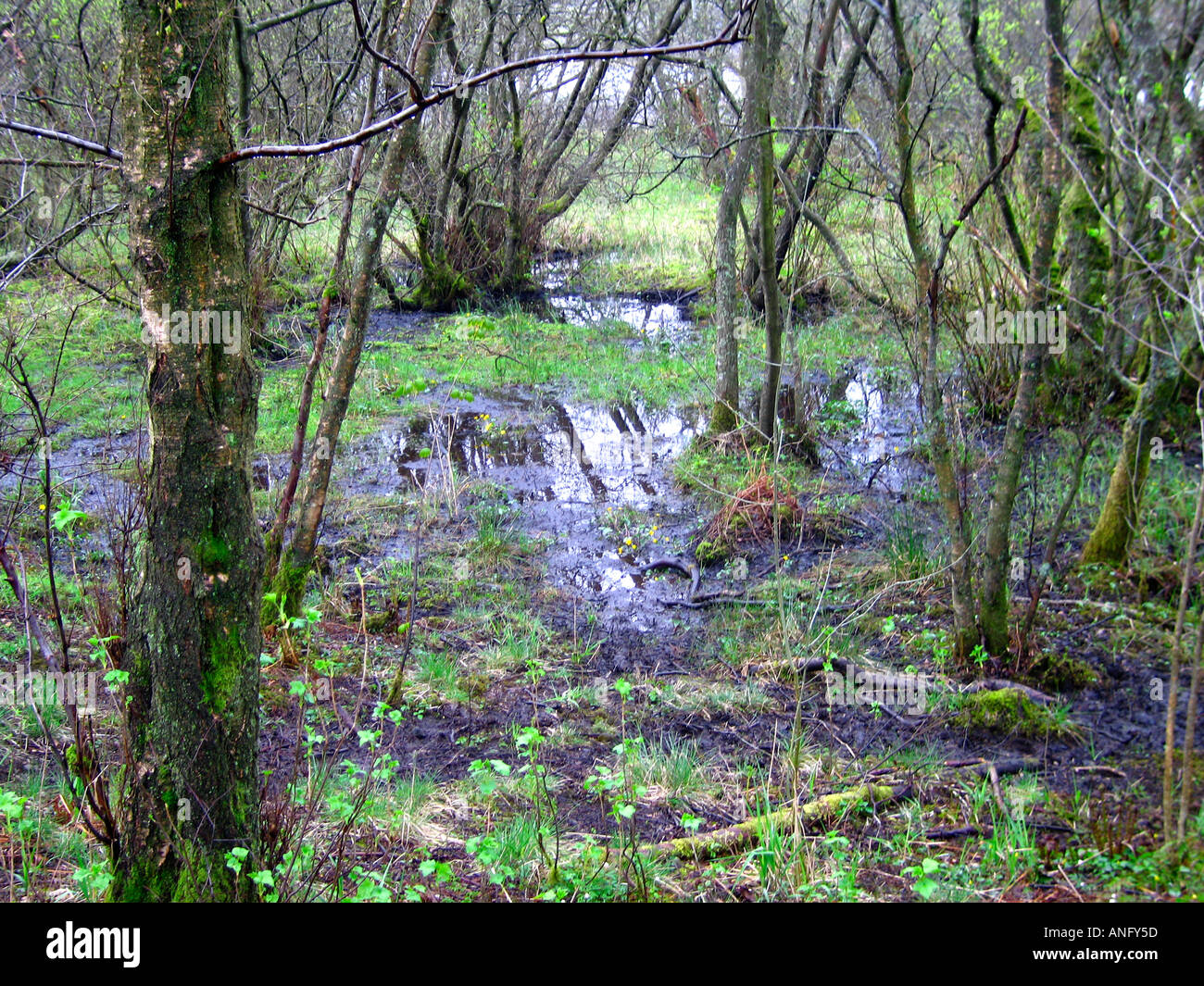 Marshy woodland with standing water Stock Photo