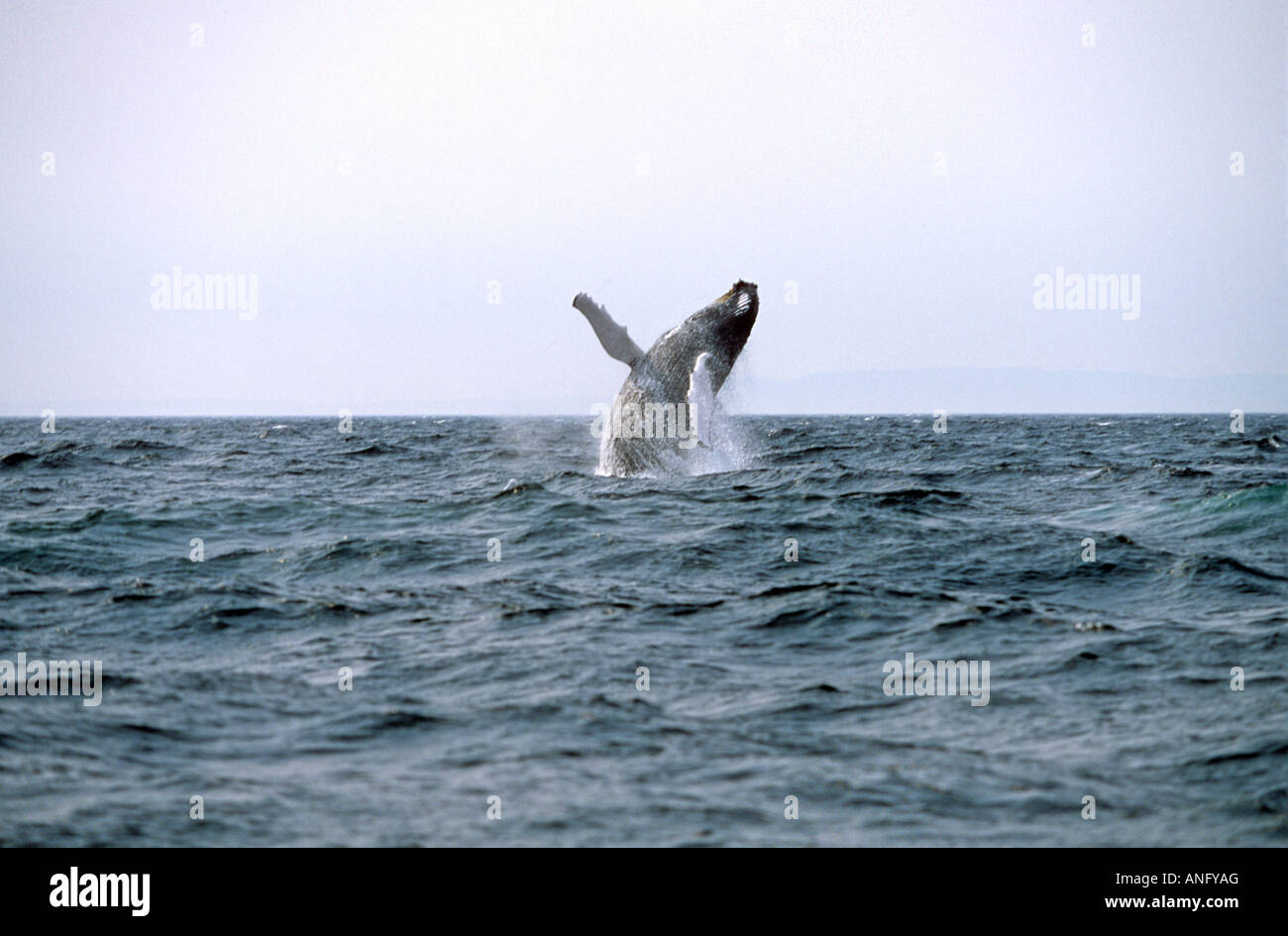 Humpback Whale (Megaptera novaeangliae) breaching, Newfoundland and Labrador, Canada. Stock Photo