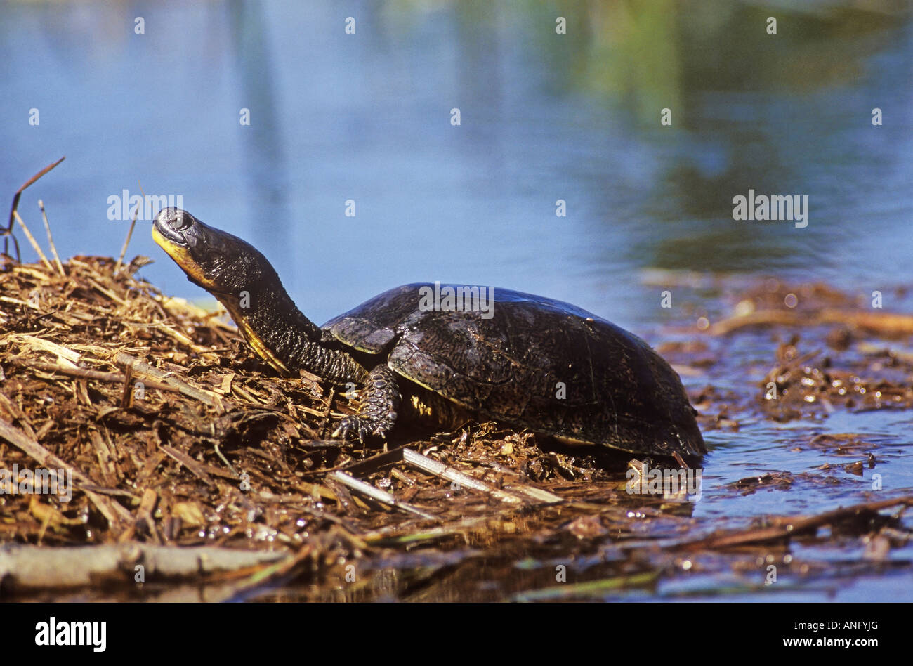 Turtle portraits hi-res stock photography and images - Alamy