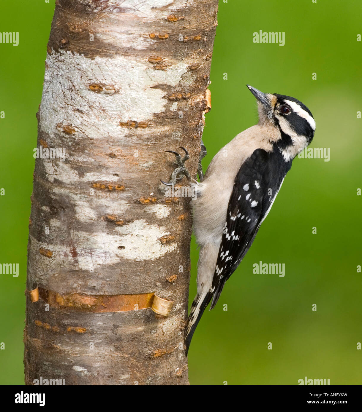 Downy Woodpecker (Picoides pubescens), Canada. Stock Photo