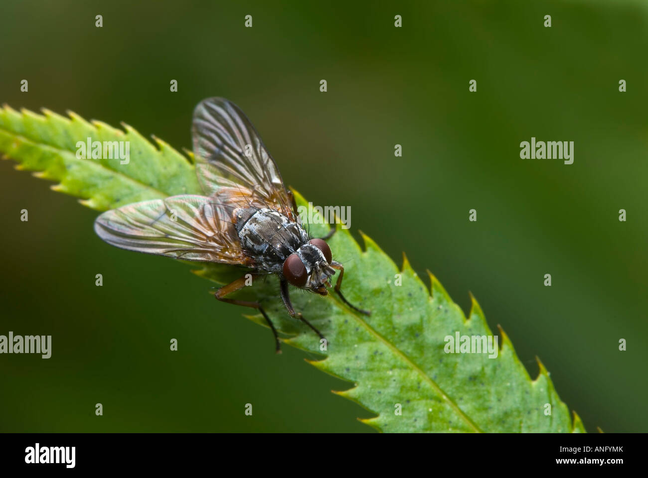 close up of housefly (Musca domestica), canada. Stock Photo