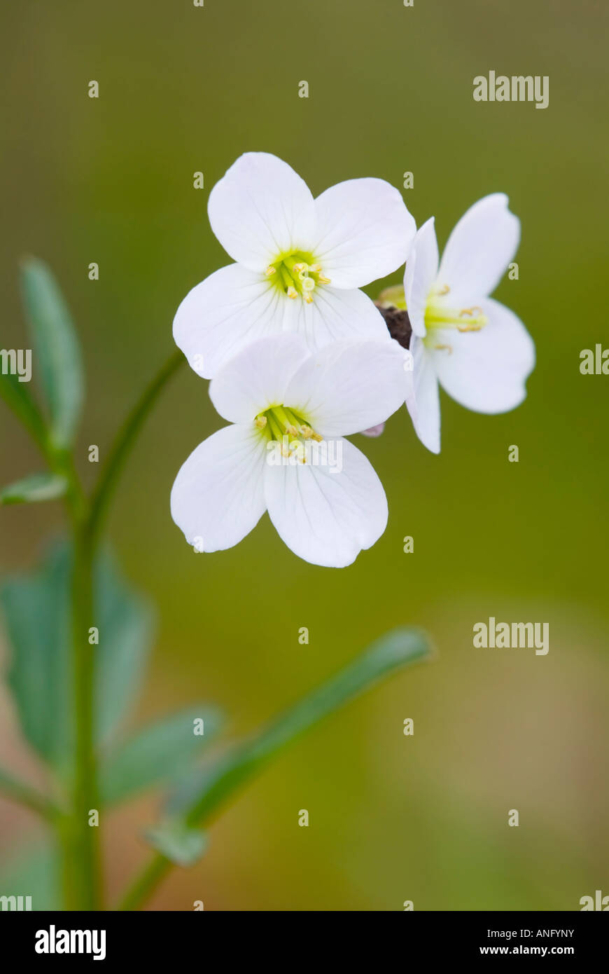 Slender Toothwort (Cardamine angustata), Canada Stock Photo Alamy